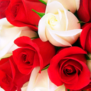 Roses Stickers for WhatsApp