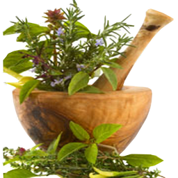 medical plants YHL