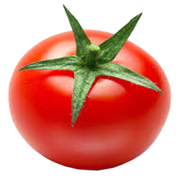 tomato planting yhl