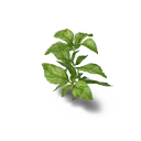 tebbesonnati