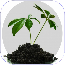 گیاهان شفابخش