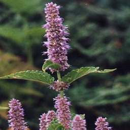 Hyssop