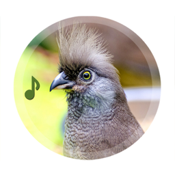 Bird Sounds Ringtones