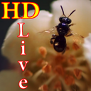HD Bee Live Wallpaper