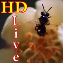 پس زمینه زنده زنبور HD Bee