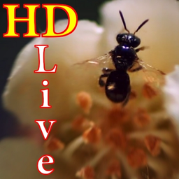 پس زمینه زنده زنبور HD Bee