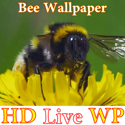 HD Bee Live Wallpaper