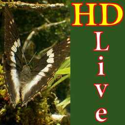 HD Butterfly Live Wallpaper
