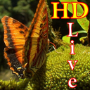 پس زمینه زنده پروانه HD Butterfly