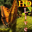 پس زمینه زنده پروانه HD Butterfly