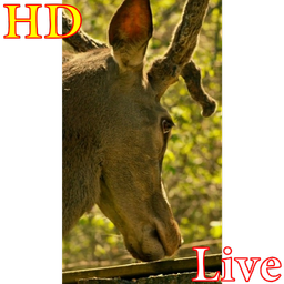 پس زمینه زنده گوزن HD Deer