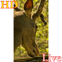 پس زمینه زنده گوزن HD Deer