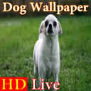 پس زمینه زنده سگ HD Dog