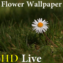 HD Flower Live Wallpaper