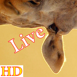 پس زمینه زنده زرافه HD Giraffe