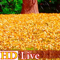 پس زمینه زنده باران پاییز HD Autumn