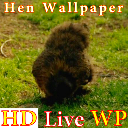HD Hen Live Wallpaper