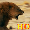 پس زمینه زنده شیر HD