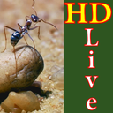 پس زمینه زنده مورچه نقره‌ای HD