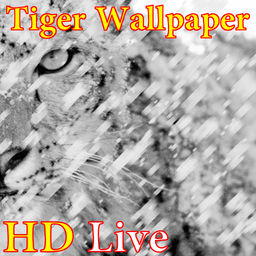 پس زمینه زنده ببر HD Tiger