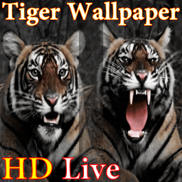 پس زمینه زنده ببر HD Tiger