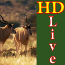 پس زمینه زنده حیات وحش HD Wildlife