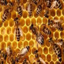 درآمدملیونی  ازپرورش زنبورعسل