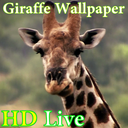 پس زمینه زنده زرافه HD Giraffe