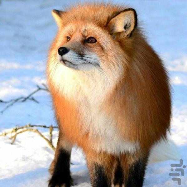 پس زمینه های شگفت انگیز اینستاگرام - Image screenshot of android app