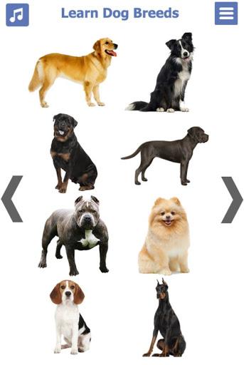 Dog Breeds | The Doggy Dossier - Image screenshot of android app