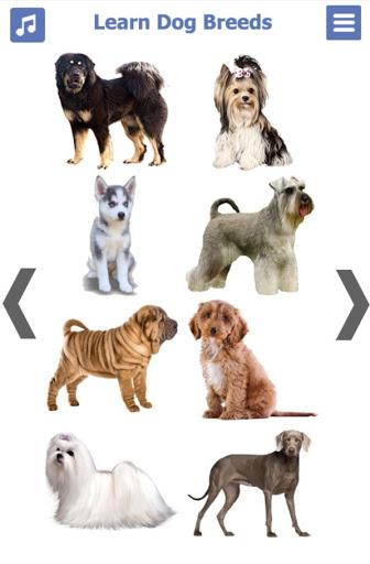 Dog Breeds | The Doggy Dossier - Image screenshot of android app