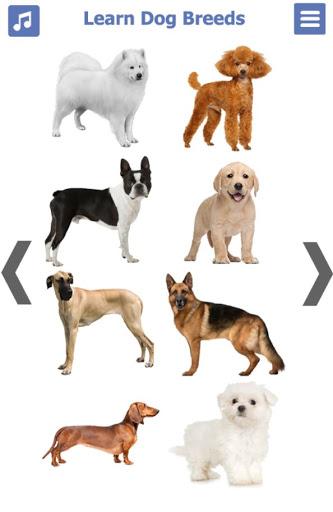 Dog Breeds | The Doggy Dossier - Image screenshot of android app