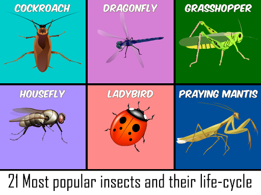 Insects Life Cycle Free - Image screenshot of android app