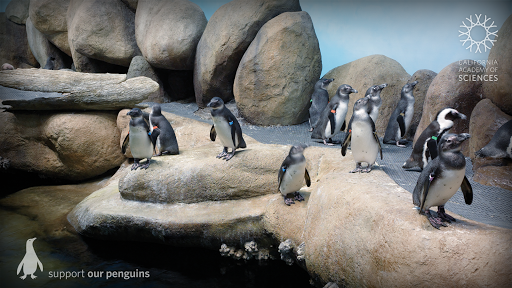 Pocket Penguins - عکس برنامه موبایلی اندروید