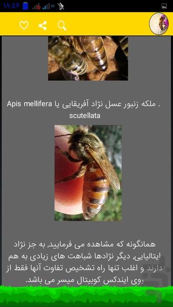 پرورش زنبور عسل حرفه ایی - Image screenshot of android app