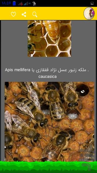 پرورش زنبور عسل حرفه ایی - Image screenshot of android app