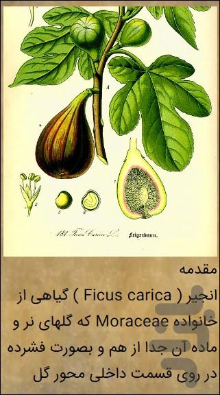 انجیر - عکس برنامه موبایلی اندروید