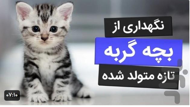 آموزش گربه خانگی - Image screenshot of android app