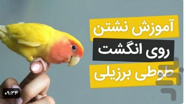 اموزش انواع طوطی - عکس برنامه موبایلی اندروید