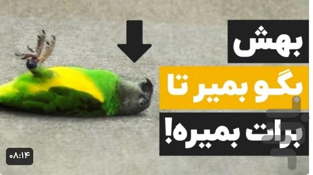 اموزش انواع طوطی - عکس برنامه موبایلی اندروید