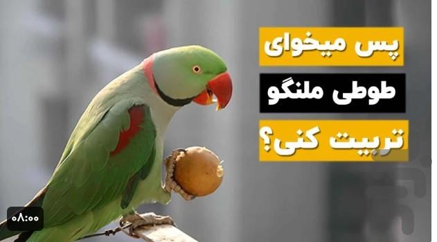 اموزش انواع طوطی - عکس برنامه موبایلی اندروید