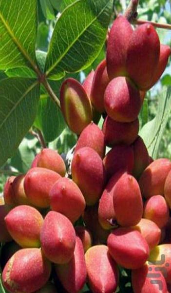 آفات و بیماری های پسته - عکس برنامه موبایلی اندروید