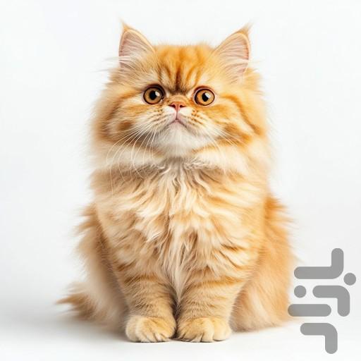 پازل گربه - عکس برنامه موبایلی اندروید