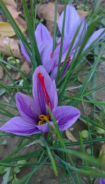 زعفران نوین - عکس برنامه موبایلی اندروید