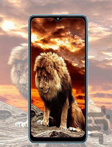 تصویر زمینه شیر - عکس برنامه موبایلی اندروید