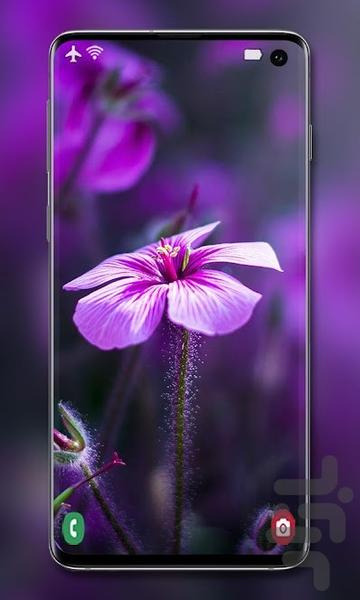 purple wallpaper - Image screenshot of android app