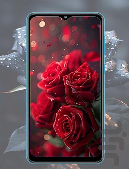 تصویر زمینه گل رز - عکس برنامه موبایلی اندروید