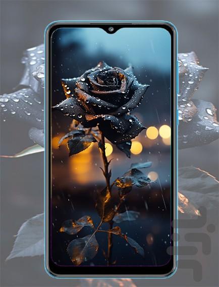 تصویر زمینه گل رز - عکس برنامه موبایلی اندروید