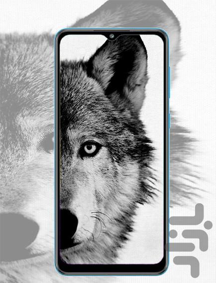 wolf wallpaper - عکس برنامه موبایلی اندروید