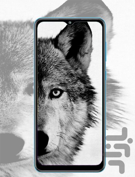 wolf wallpaper - Image screenshot of android app